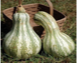 Cashew Squash Green or White
