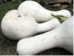 Cashew Squash Green or White