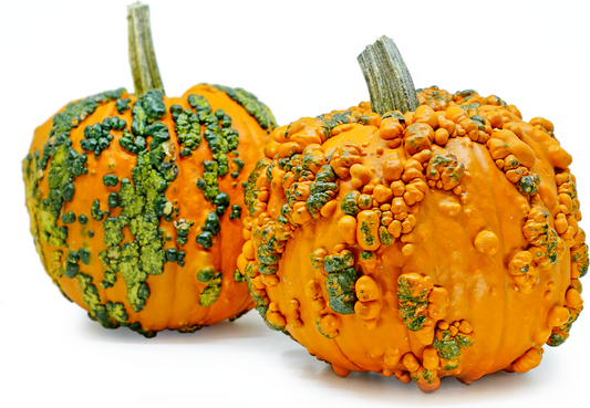 Warty Goblin/Knucklehead Pumpkins