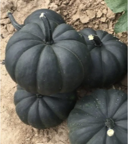 Midnight (Dark Green Small)