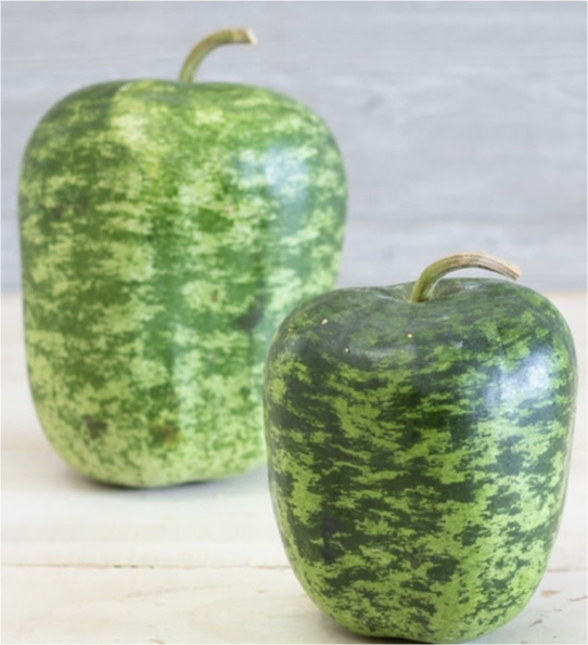 Apple Gourd