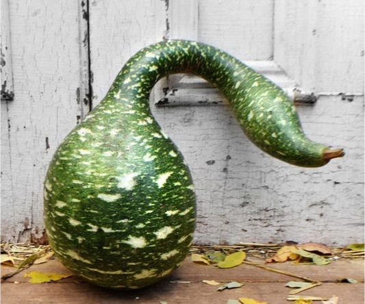 Bird House/Speckled Swan Gourd