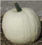 Moonshine/Blanco Pumpkins