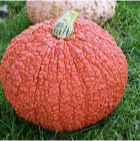 Red Warty Pumpkins
