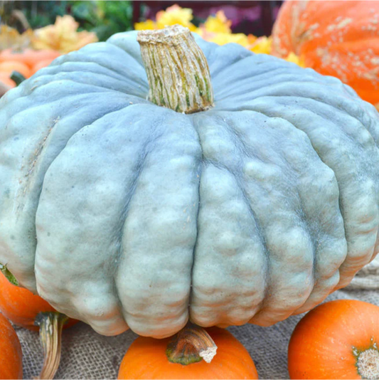 Gray (Jarrahdale) Pumpkins