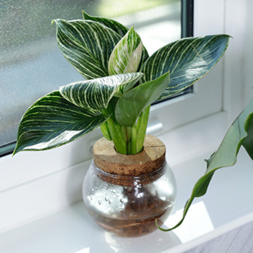 LeafJoy Wateglobes from Proven Winners - Wallace's Garden Center