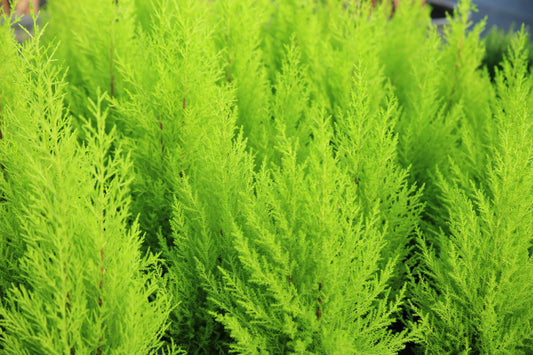 Lemon Cypress - Wallace's Garden Center