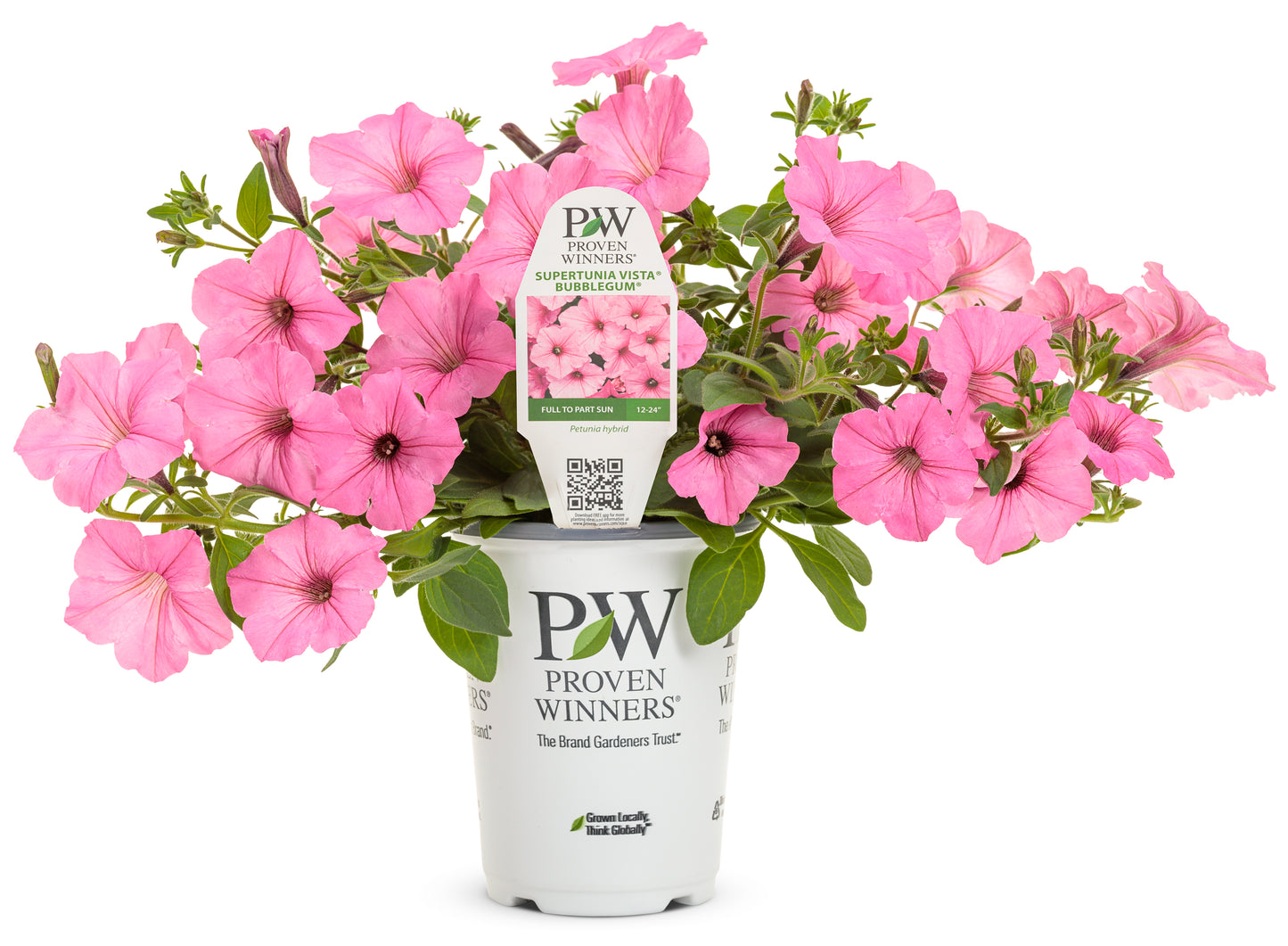 Preorder Proven Winners - Supertunia Vista® Bubblegum® 4.5" Classic pot