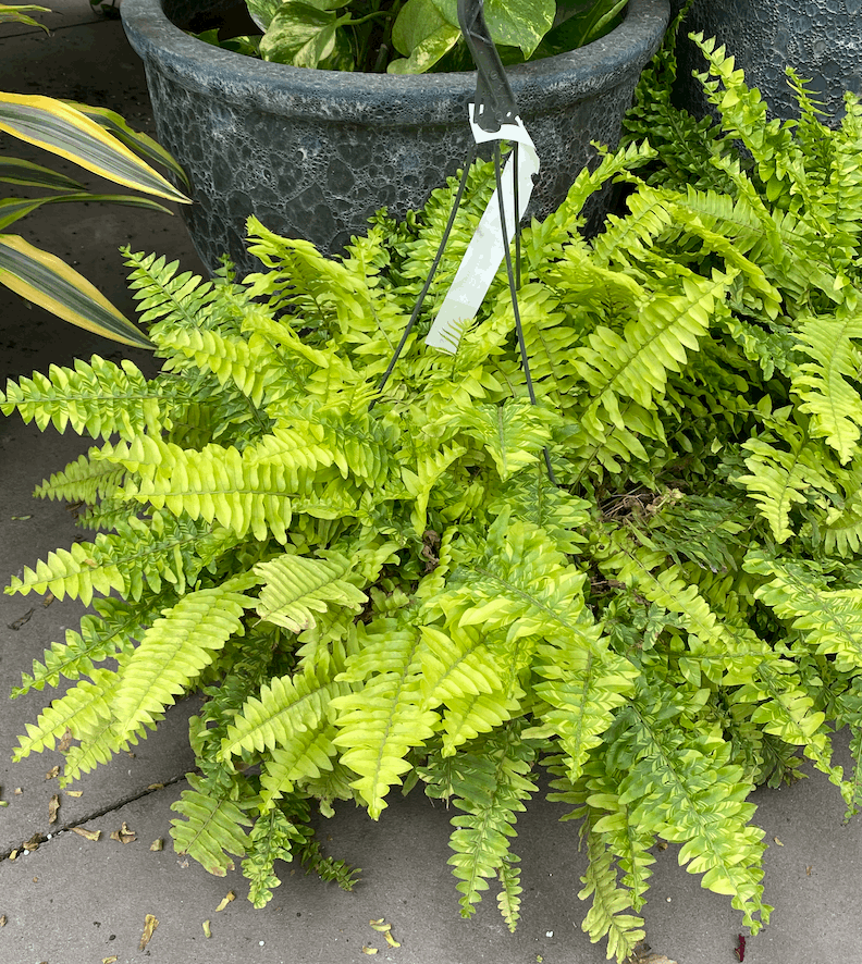 Tiger Fern Hanging Basket - Wallace Garden Center