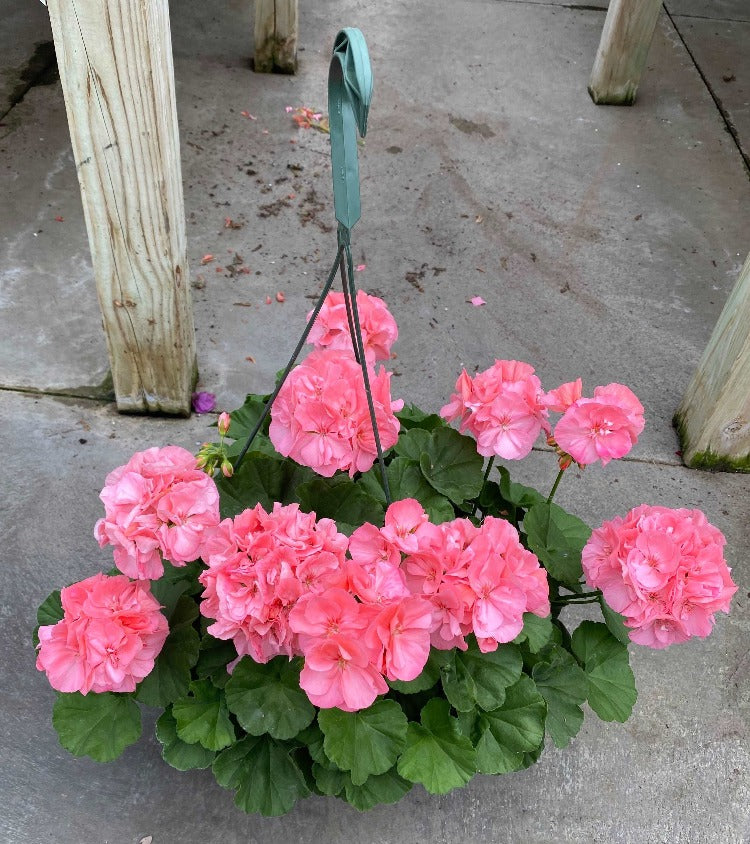 Geranium Hanging Basket - Wallace's Garden Center