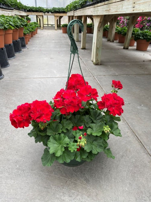 Geranium Hanging Basket - Wallace's Garden Center