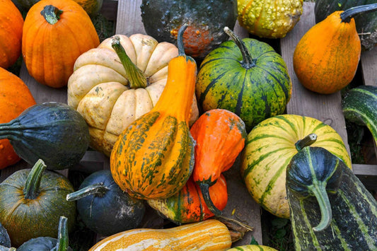 Mini Gourds Mixture of 6 - Wallace's Garden Center