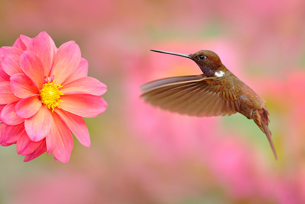 hummingbird and dahlia flower Wallace's Garden Center