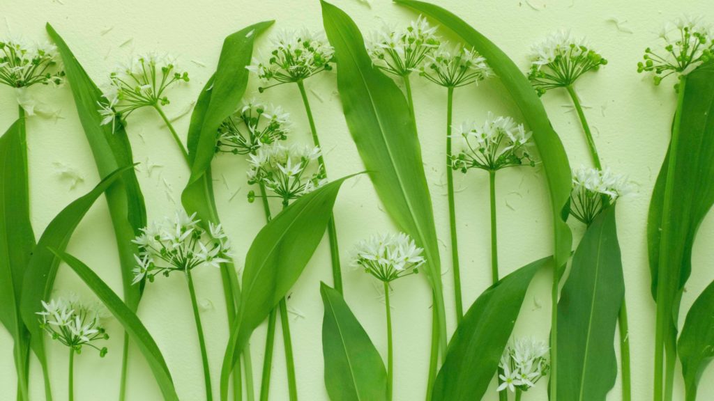 Wild garlic flowers/ramsons - Growing Edible Plants in Shady Spots