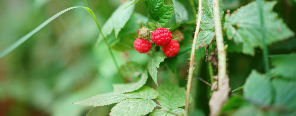 What Fruit Can Grow in Iowa - Raspberries. Wallace