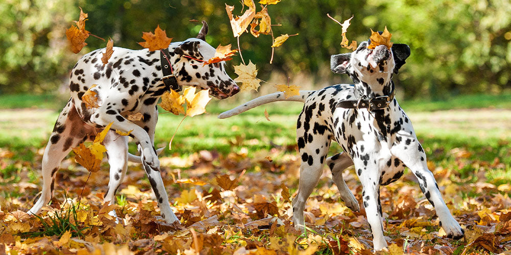dogs playing in leaves