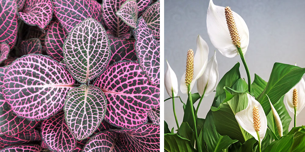 nerve plant/peace lily