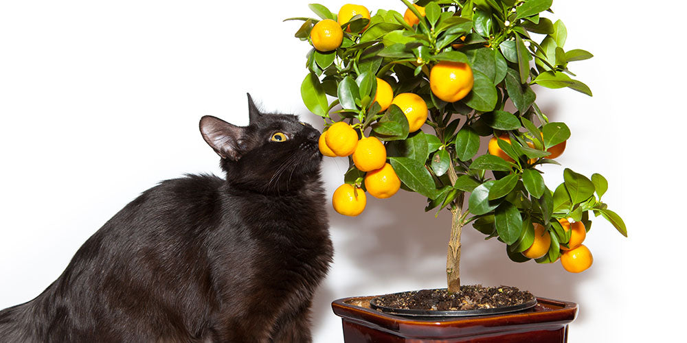 cat smelling a potted lemon tree