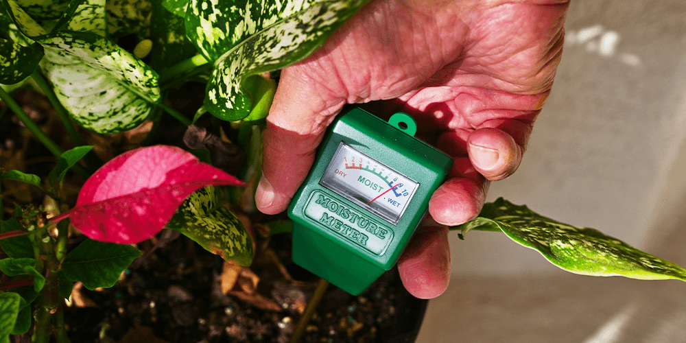 moisture meter in houseplant Wallace's Garden Center