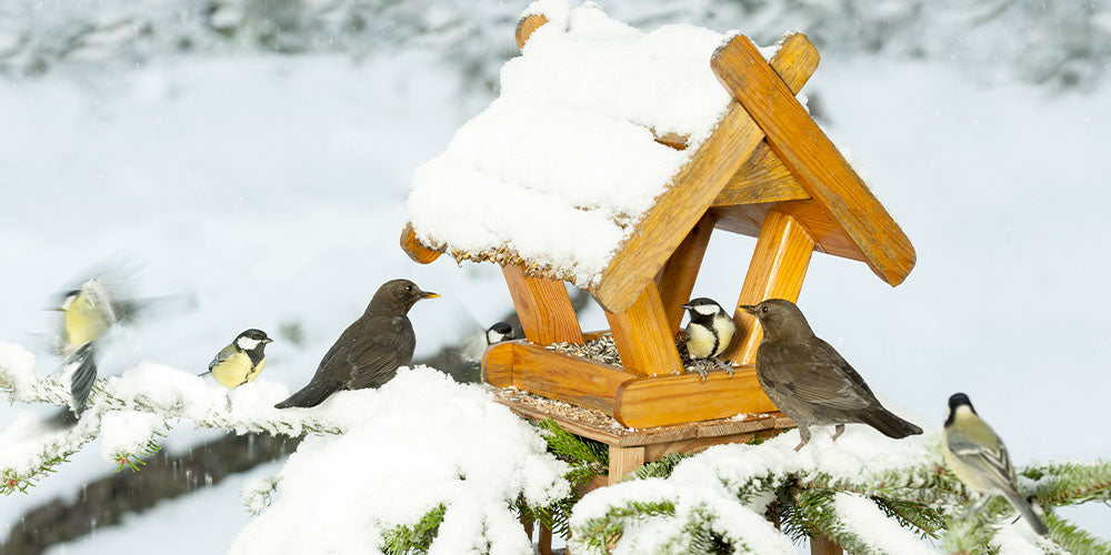 birds eating from winter feeder
