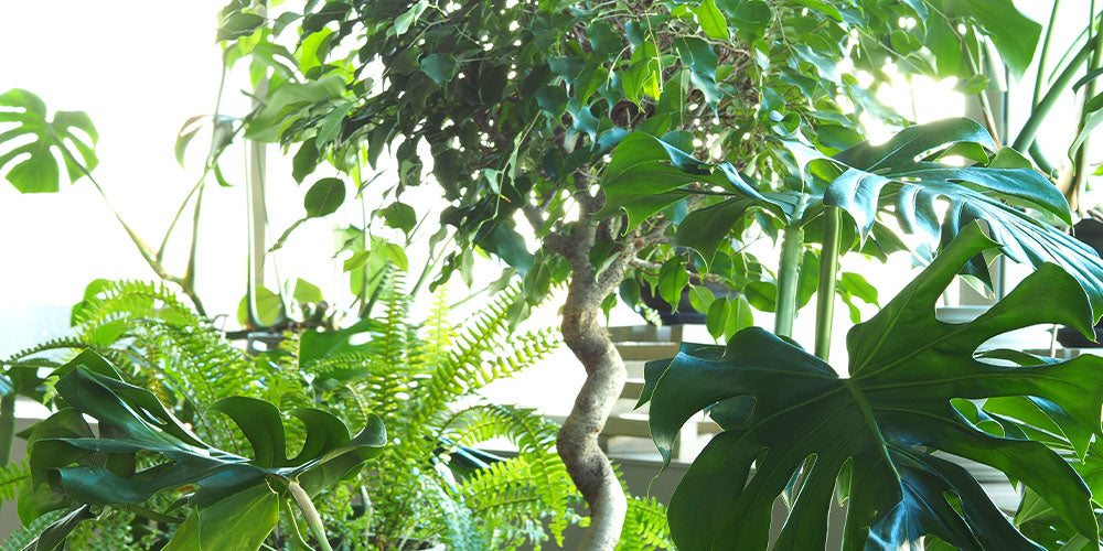 indoor jungle of houseplants