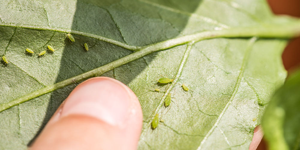 ahpids on underside of plant leaf