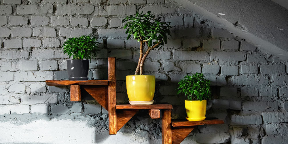 houseplants on shelf with yellow pots and grey wall