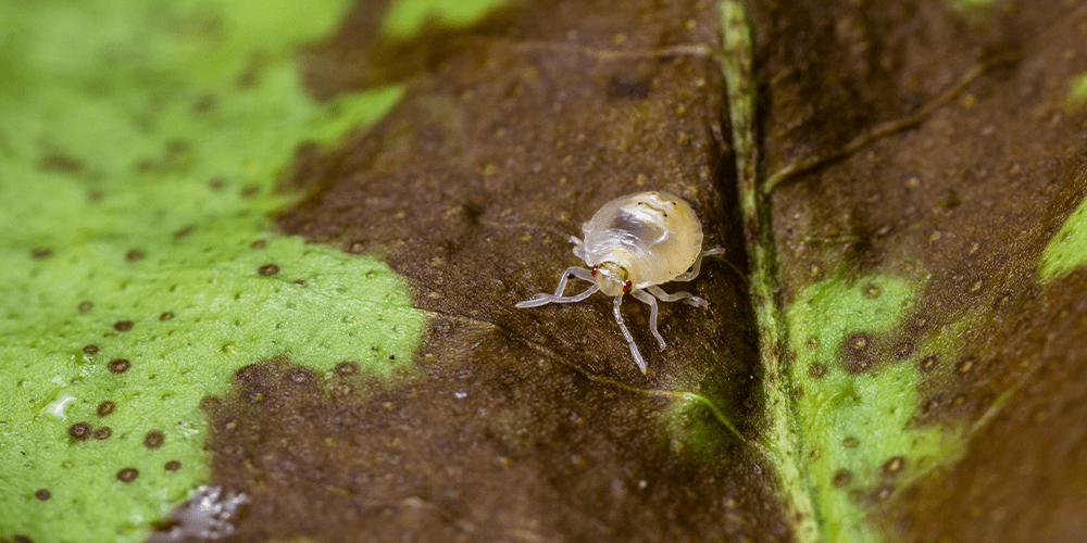 spider mite pest on plant