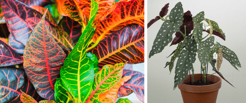 croton plant and angel wing begonia