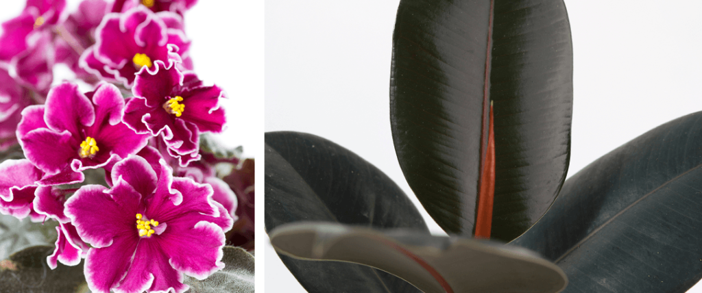 African violet and Rubber Tree plant
