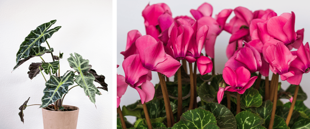 African mask plant and cyclamen plant