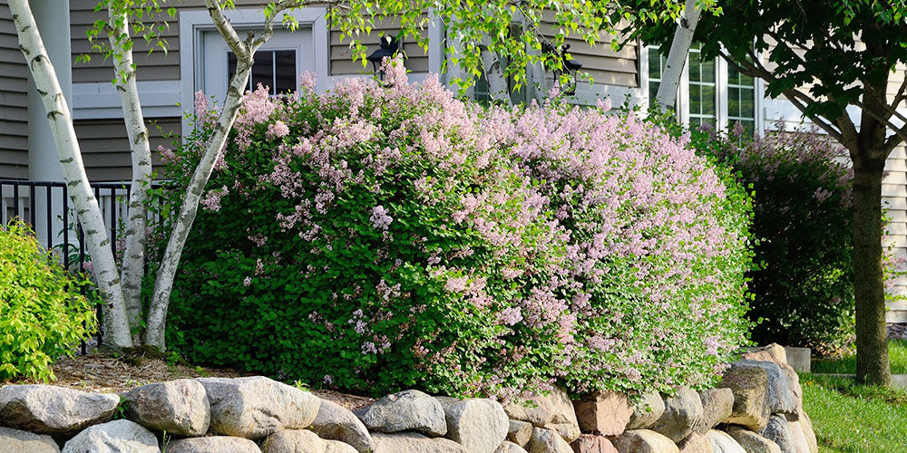 lilac shrubs blooming in spring Wallace's Garden Center