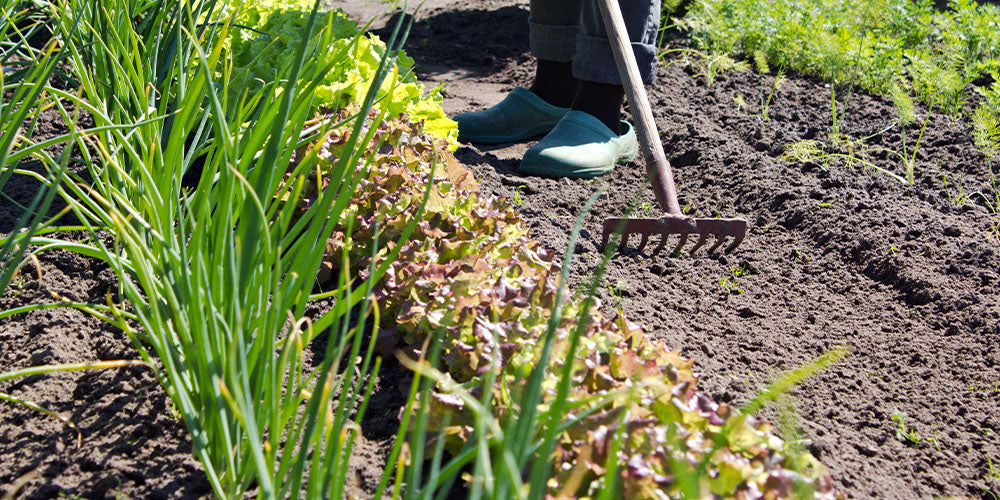 raking in vegetable garden