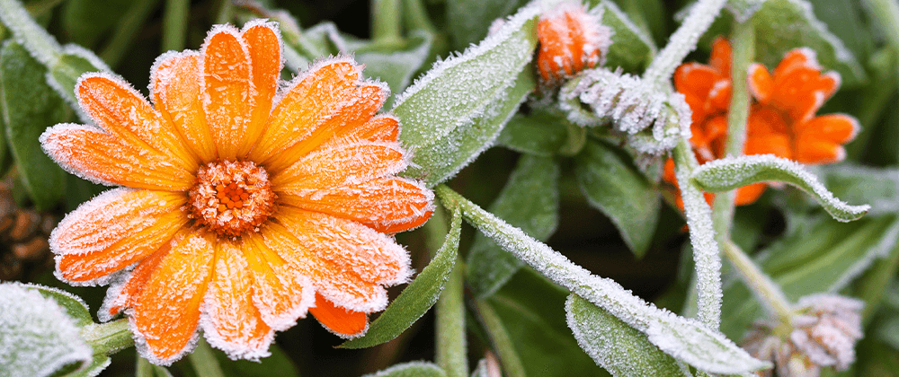 calendula flower with frost Wallace's Garden Center