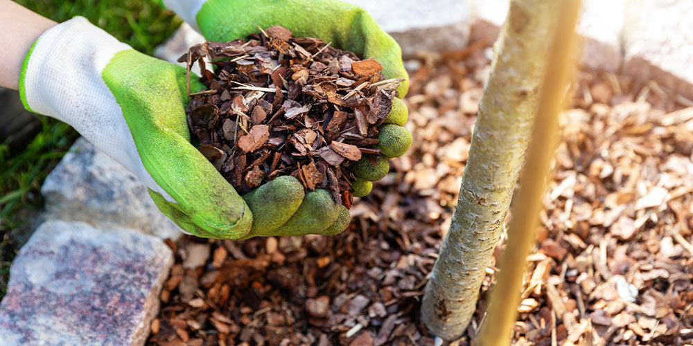 garden mulch in hands