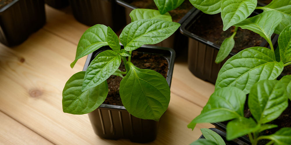 young pepper plants