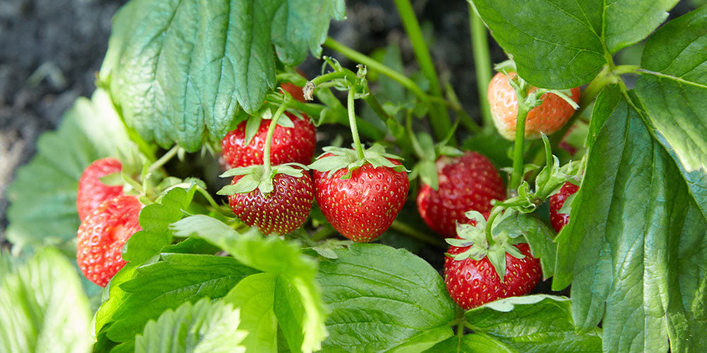 strawberries growing in garden