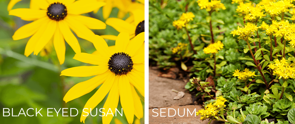 black eyed Susan and sedum plants