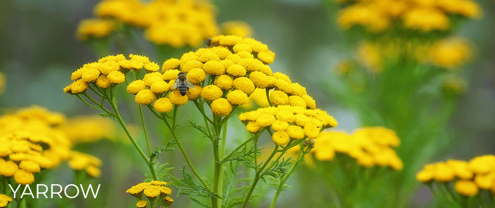 yellow yarrow in bloom