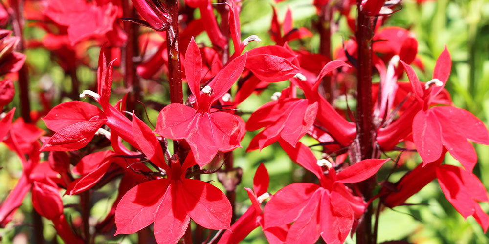 red lobelia cardinal flower Wallace's Garden Center