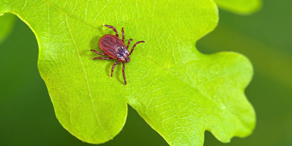 tick bug on a leaf