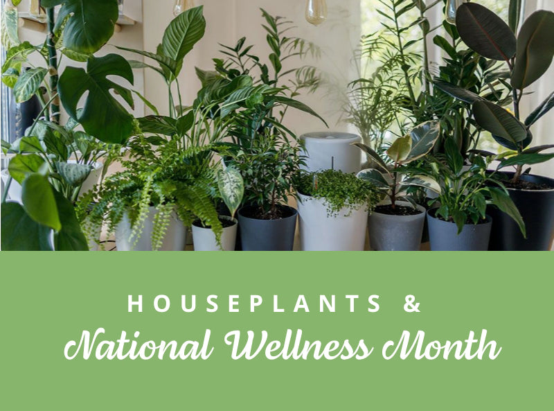 HOUSEPLANTS and National Wellness Month | Wallace's Garden Center
