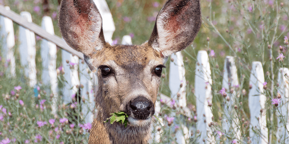 Wallaces Garden Center-deer-in-garden-chewing