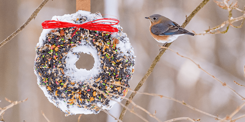 -feeding winter birds wallaces garden center