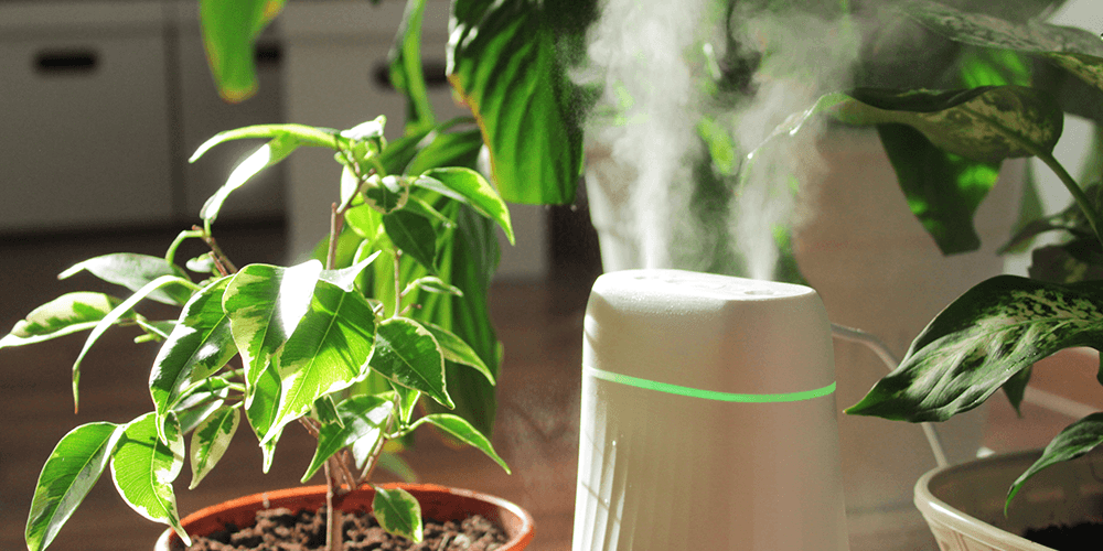 -humidifier for houseplants in winter wallaces garden center