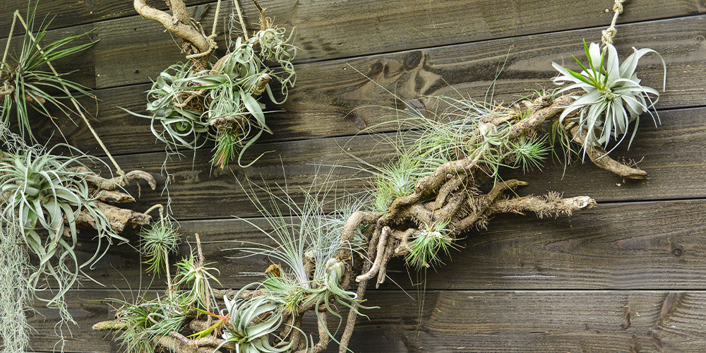 Wallace's Garden Center-All About Air Plants -decorating with air plants indoors