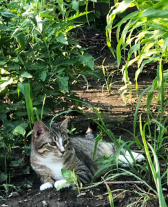 Wallace's Garden Center-What's Your Plant Triumph for 2021 -cat in vegetable garden