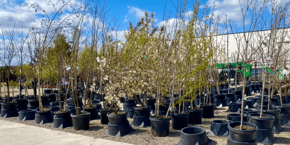 wallaces garden center -fruiting trees