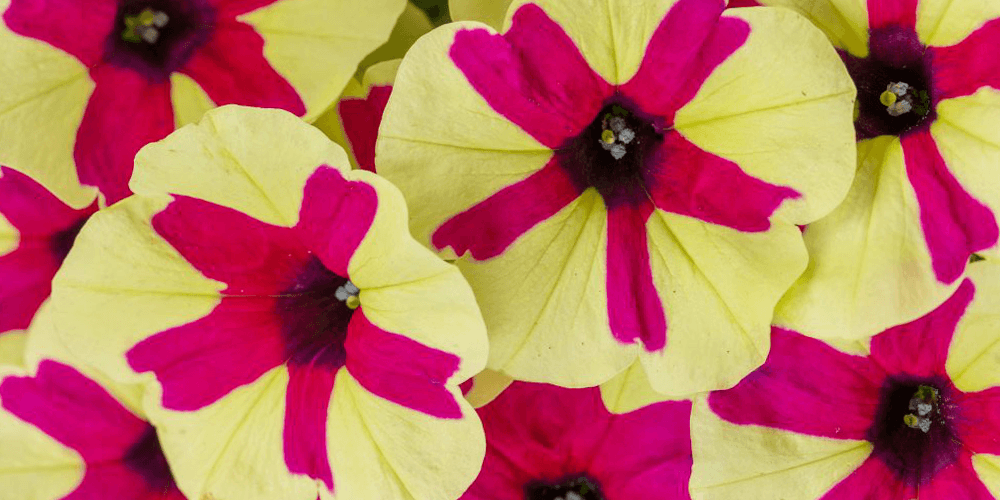 -petunia pink and yellow wallaces garden center