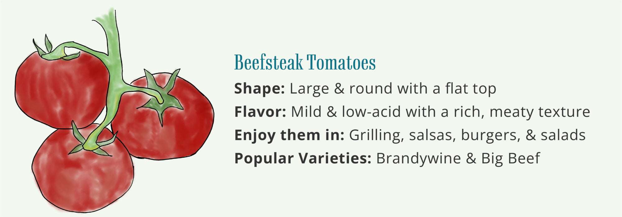 Beefsteak Tomatoes-Brandywine-Big-Beef-Wallaces-Garden-Center-Iowa-100